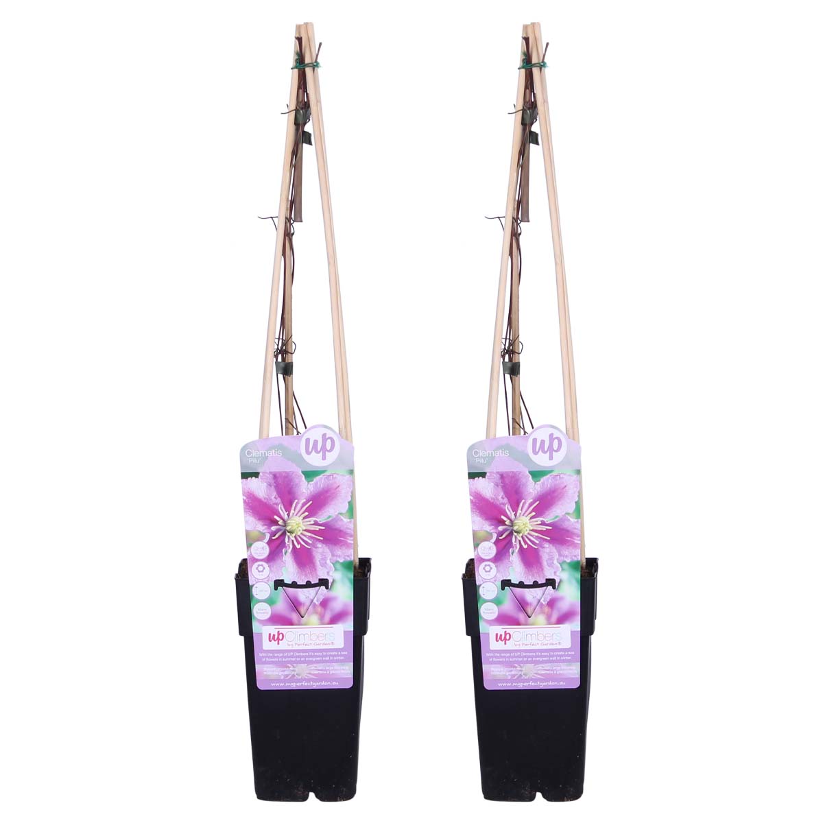 Lot De 2 Clématites Piilu – Plante D'Extérieur