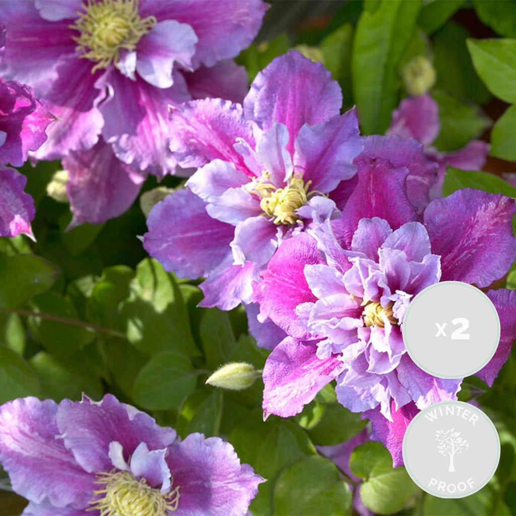 Lot De 2 Clématites Piilu – Plante D'Extérieur