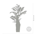 Lot De 2 Clématites Piilu – Plante D'Extérieur
