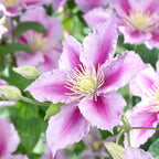 Lot De 2 Clématites Piilu – Plante D'Extérieur