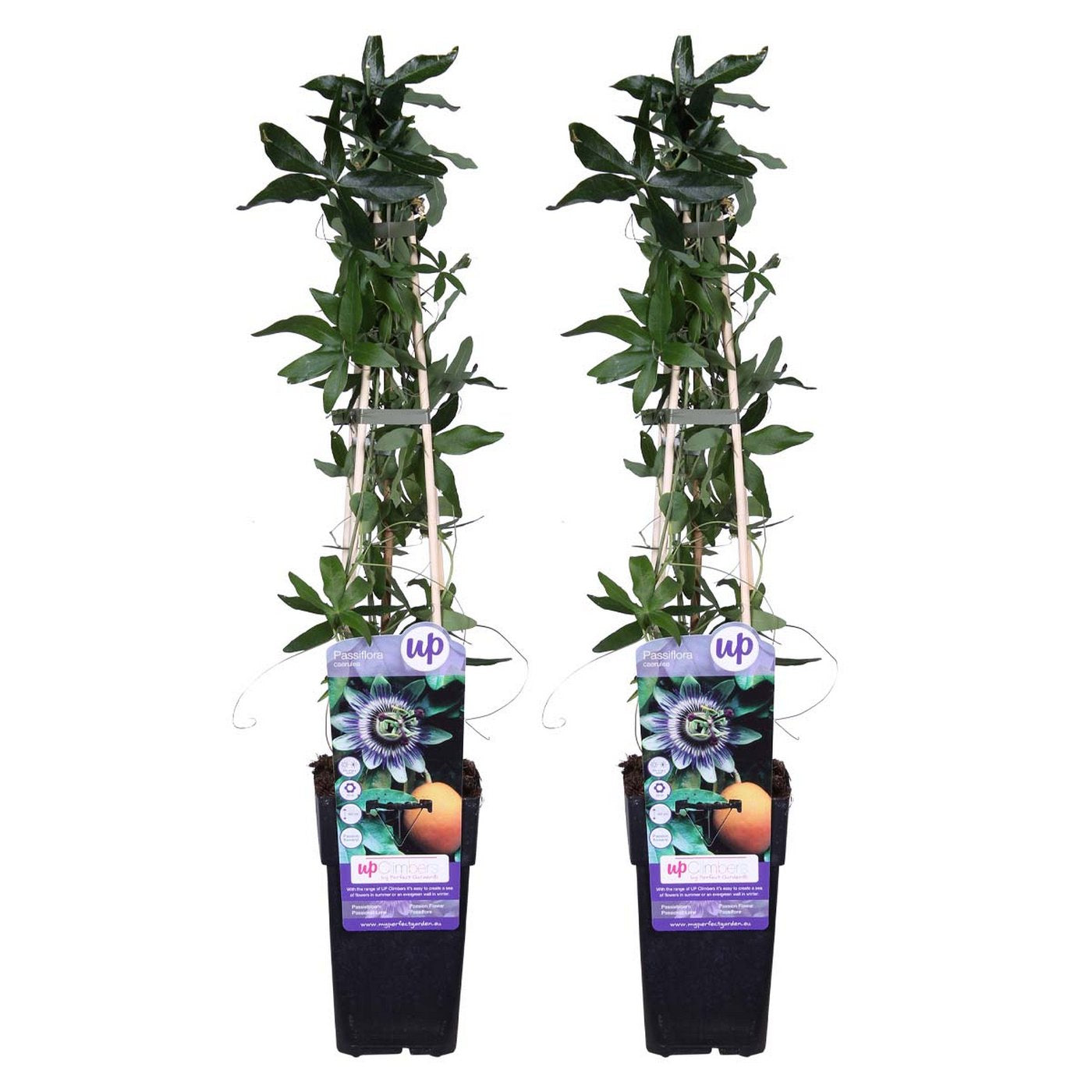 Set of 2 Passiflora Caerulea – Outdoor Plant