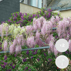 Set of 2 Pink Wisterias – Outdoor Plant