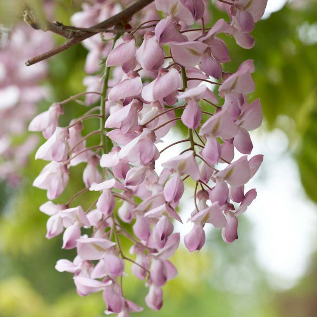Set of 2 Pink Wisterias – Outdoor Plant