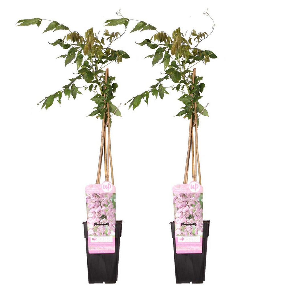Set of 2 Pink Wisterias – Outdoor Plant