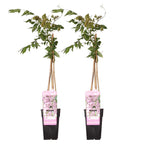 Set of 2 Pink Wisterias – Outdoor Plant