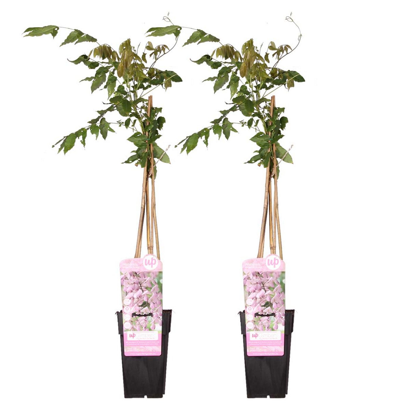 Set of 2 Pink Wisterias – Outdoor Plant