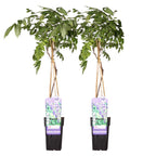 Lot De 2 Glycines Bleues