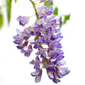 Lot De 2 Glycines Bleues