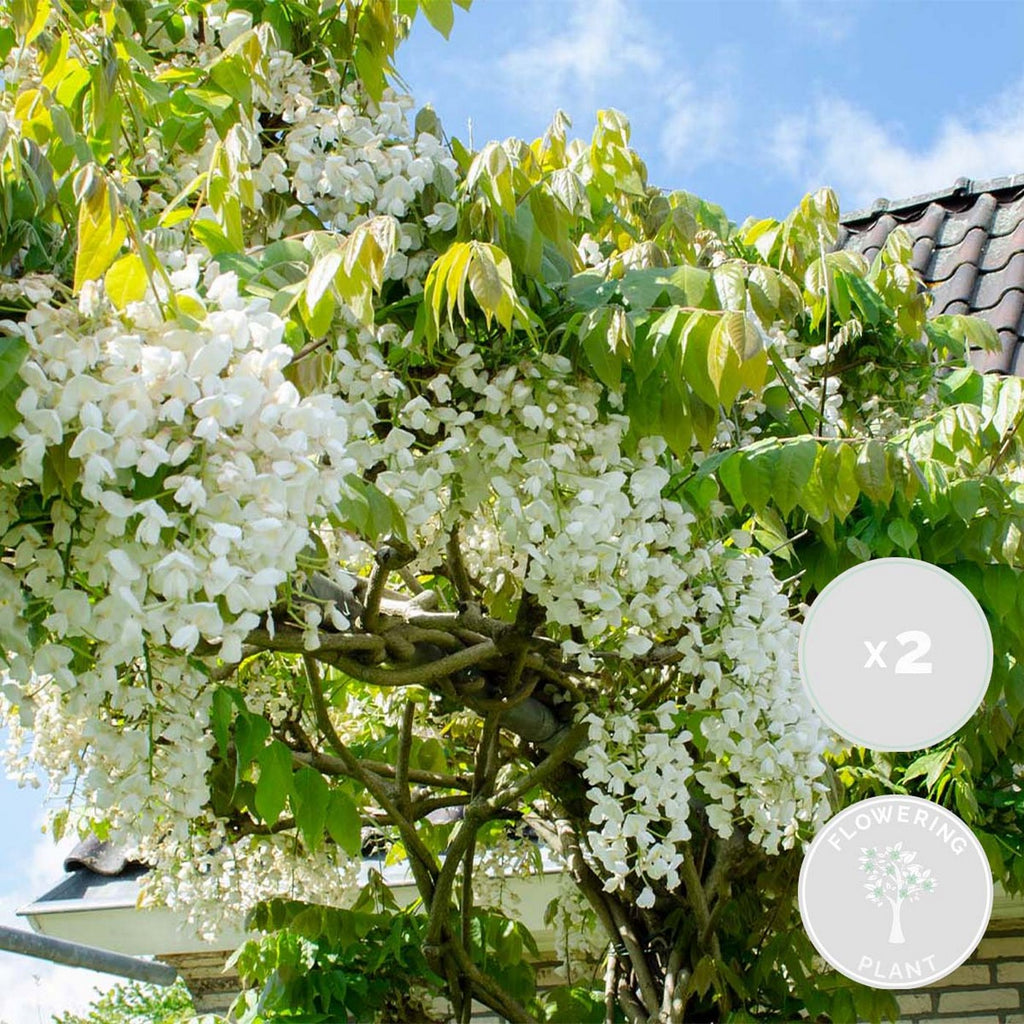Lot De 2 Glycines Blanches – Plante D'Extérieur