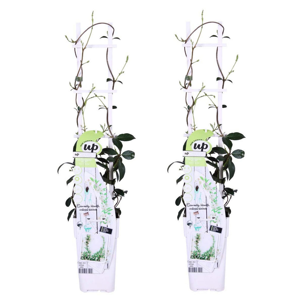Lot De 2 Jasmins Blancs Star Of Venice – Plante D'Extérieur
