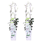 Lot De 2 Jasmins Blancs Star Of Venice – Plante D'Extérieur