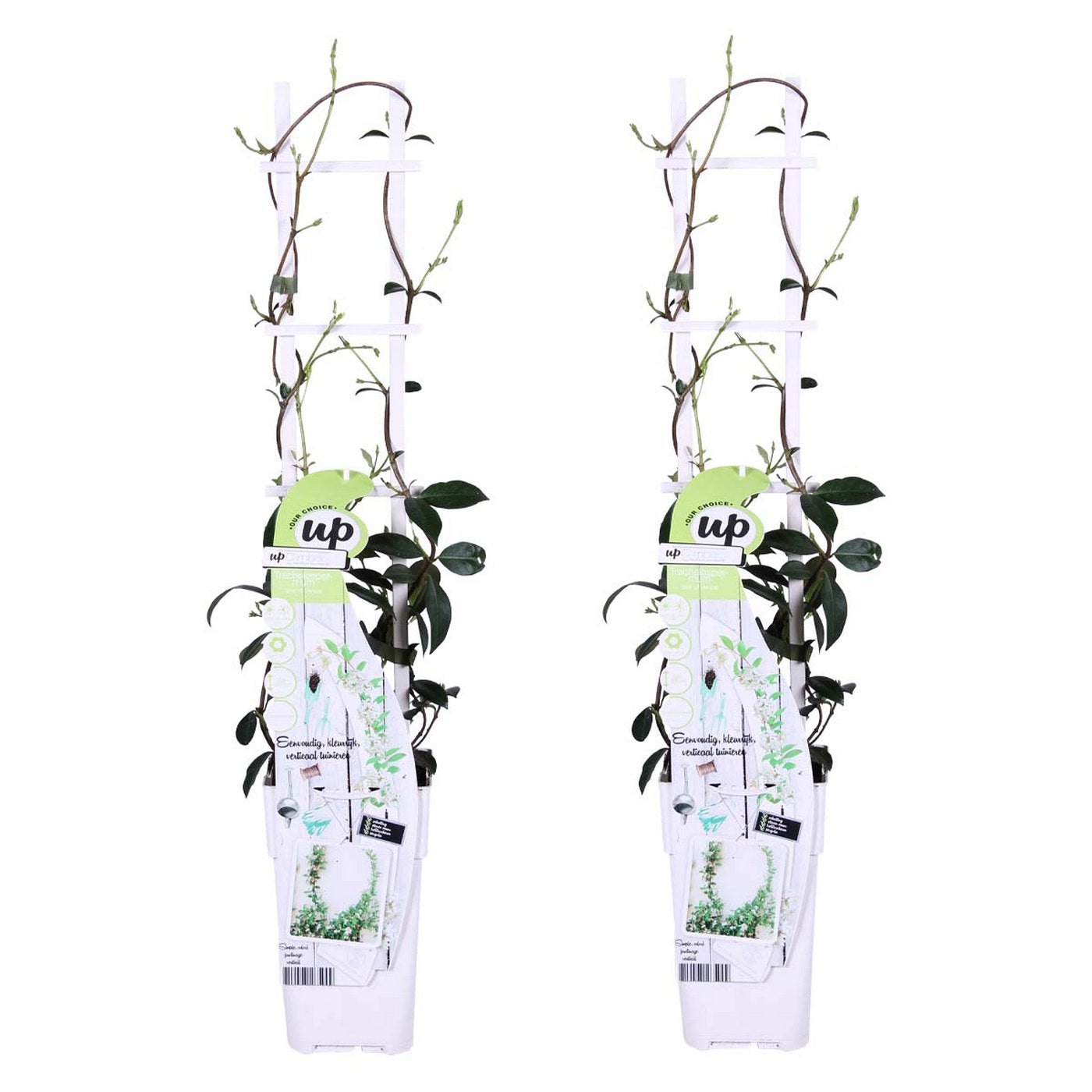 Lot De 2 Jasmins Blancs Star Of Venice – Plante D'Extérieur