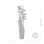 Lot De 2 Jasmins Blancs Star Of Venice – Plante D'Extérieur