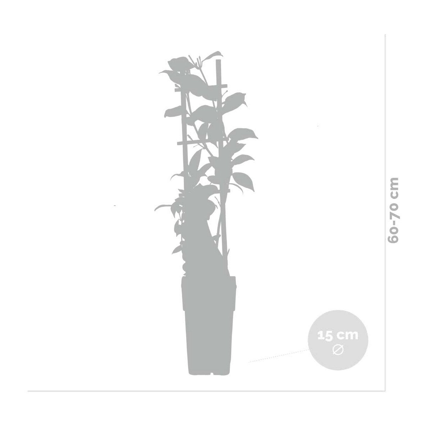 Lot De 2 Jasmins Blancs Star Of Venice – Plante D'Extérieur