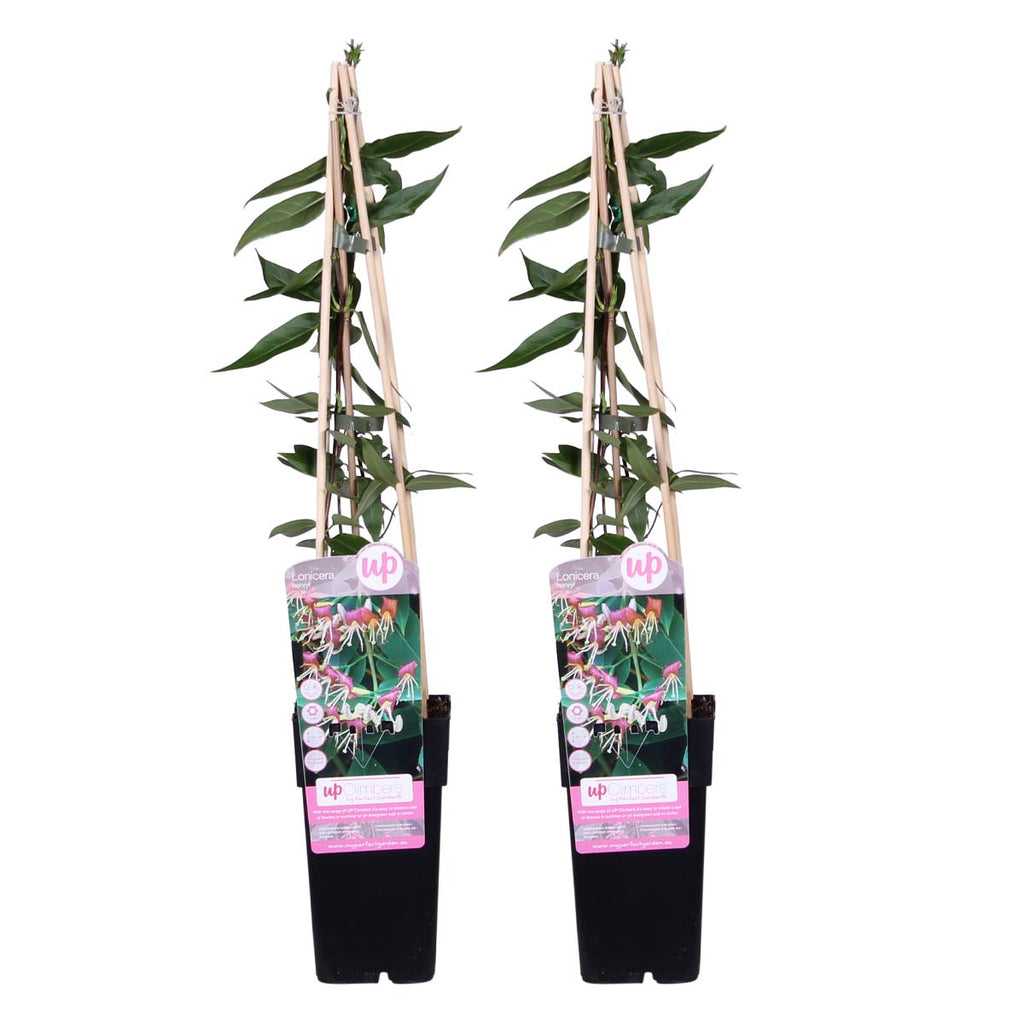 Lot De 2 Chèvrefeuilles Henryi – Plante D'Extérieur