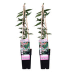 Lot De 2 Chèvrefeuilles Henryi – Plante D'Extérieur