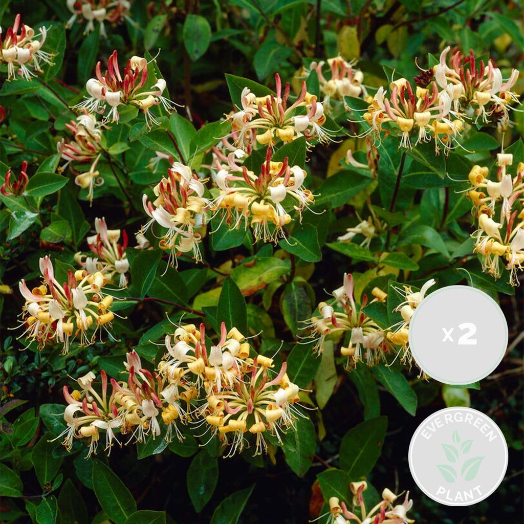 Lot De 2 Chèvrefeuilles Henryi – Plante D'Extérieur