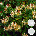 Lot De 2 Chèvrefeuilles Henryi – Plante D'Extérieur