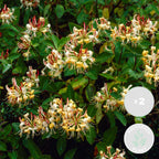 Lot De 2 Chèvrefeuilles Henryi – Plante D'Extérieur