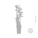 Lot De 2 Chèvrefeuilles Henryi – Plante D'Extérieur