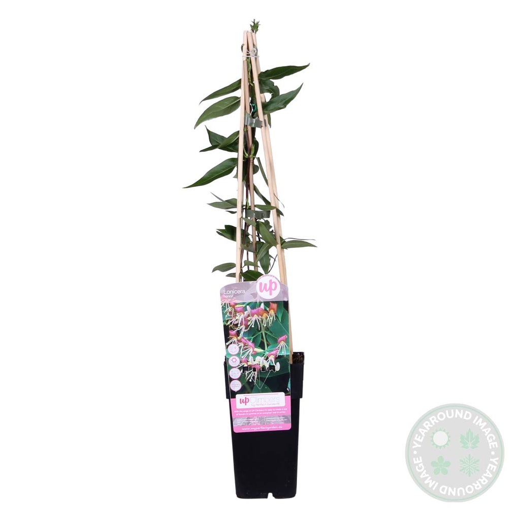 Lot De 2 Chèvrefeuilles Henryi – Plante D'Extérieur