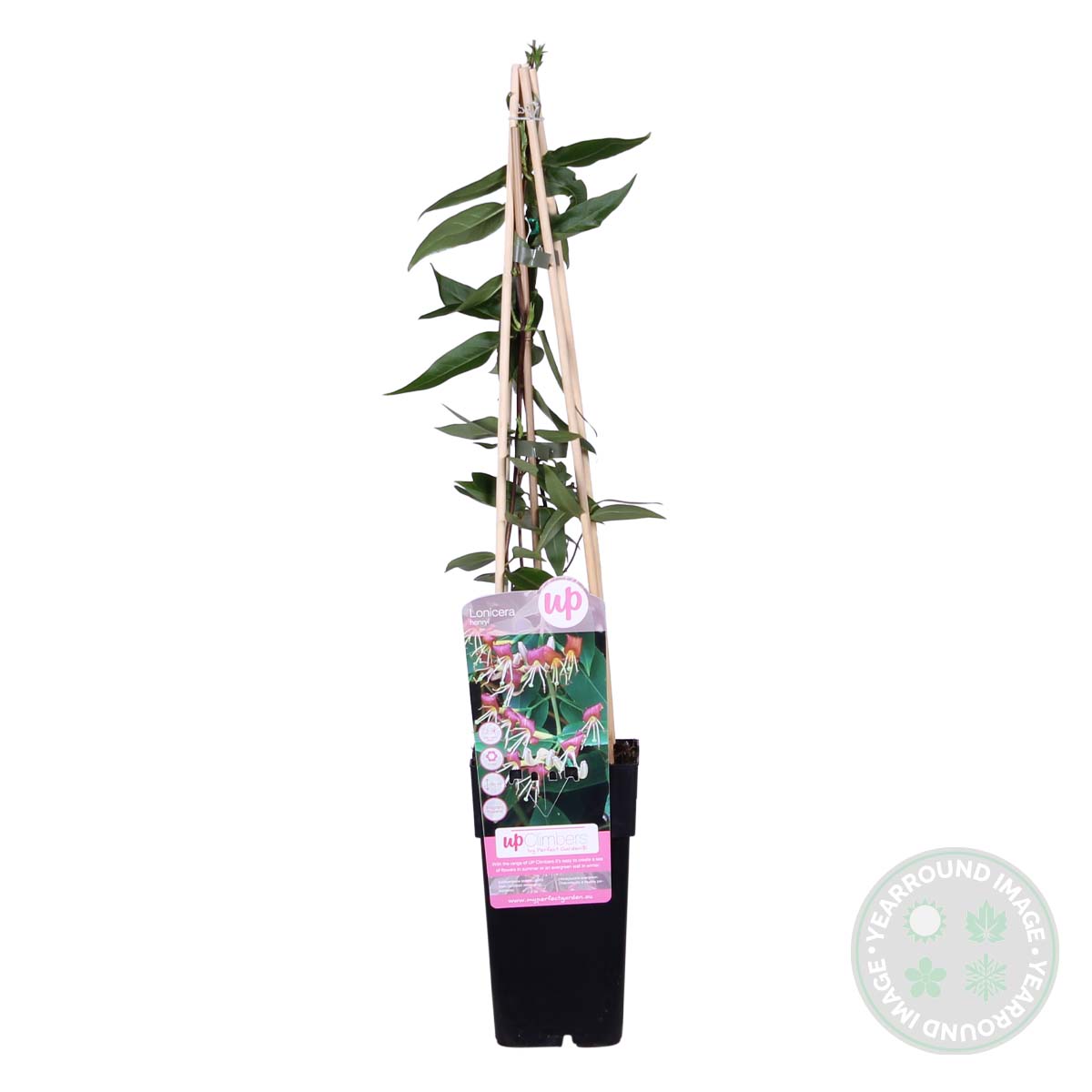 Lot De 2 Chèvrefeuilles Henryi – Plante D'Extérieur