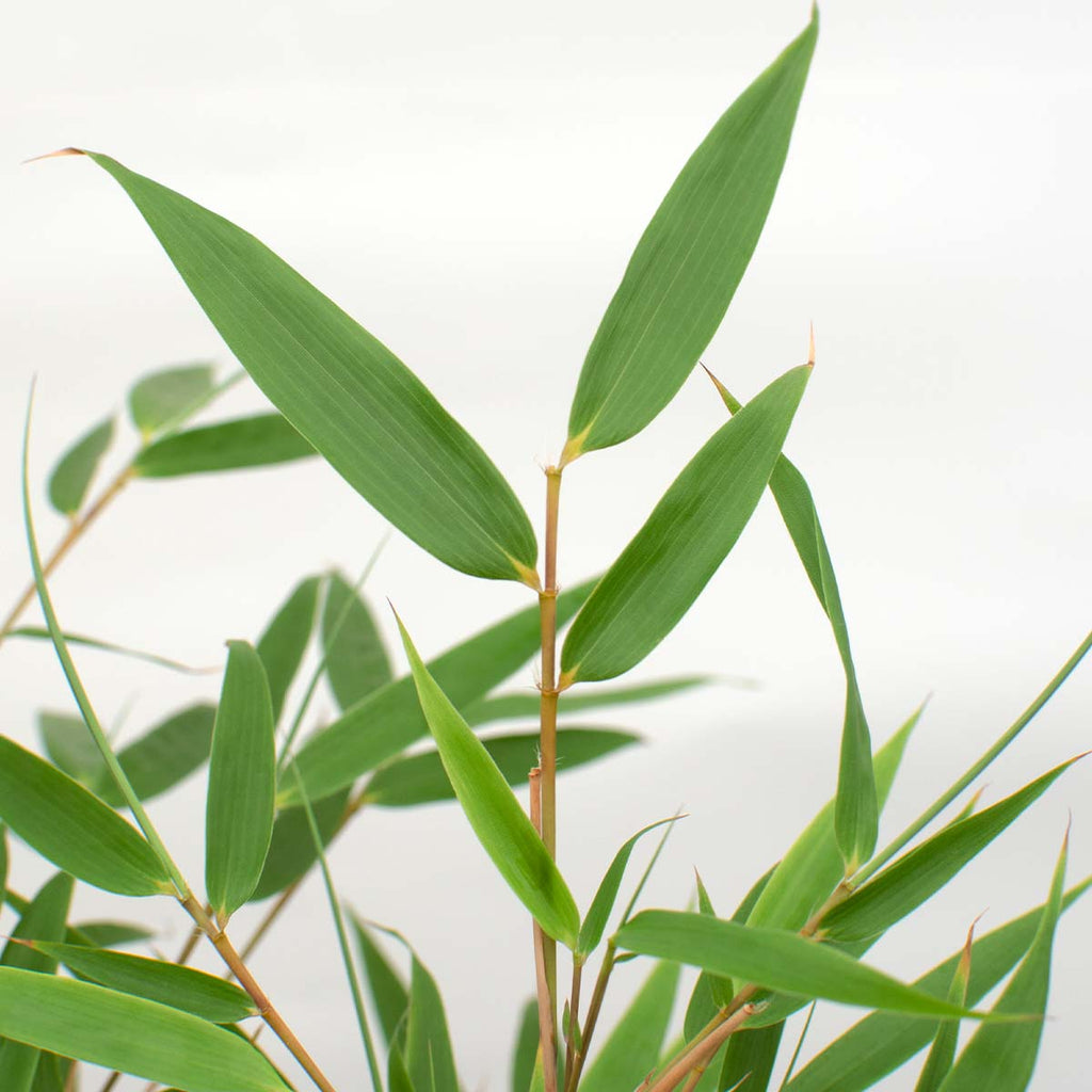 Lot De 3 Bambous Formidable – Plante D'Extérieur