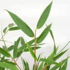 Lot De 3 Bambous Formidable – Plante D'Extérieur