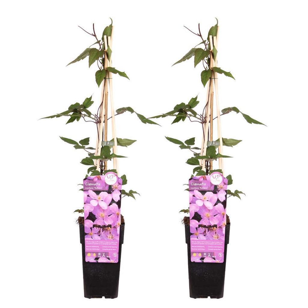 Lot De 2 Clématites Rubens