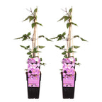 Lot De 2 Clématites Rubens