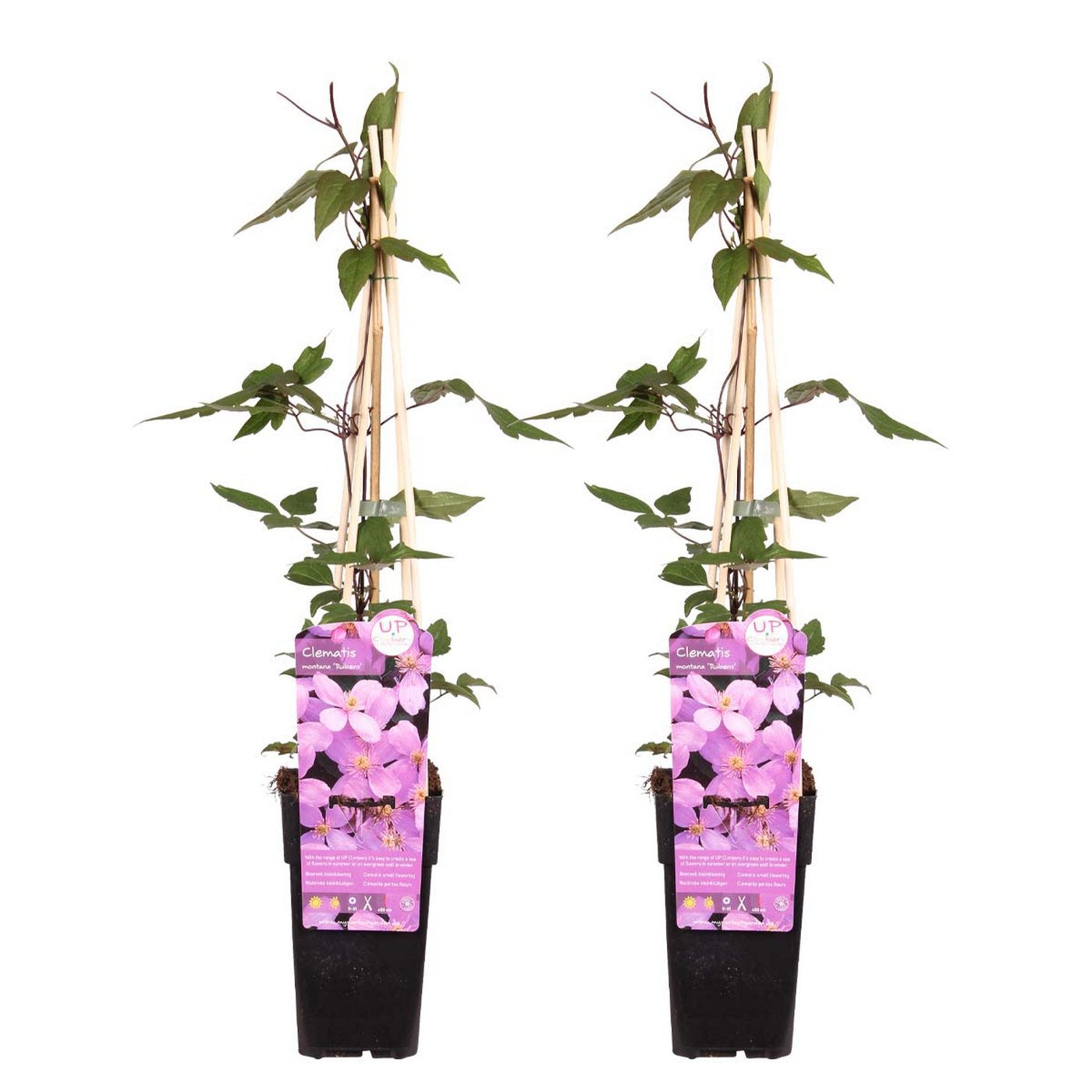 Lot De 2 Clématites Rubens