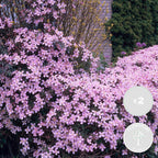 Lot De 2 Clématites Rubens