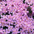 Lot De 2 Clématites Rubens