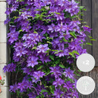 Lot De 2 Clématites President