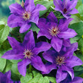Lot De 2 Clématites President