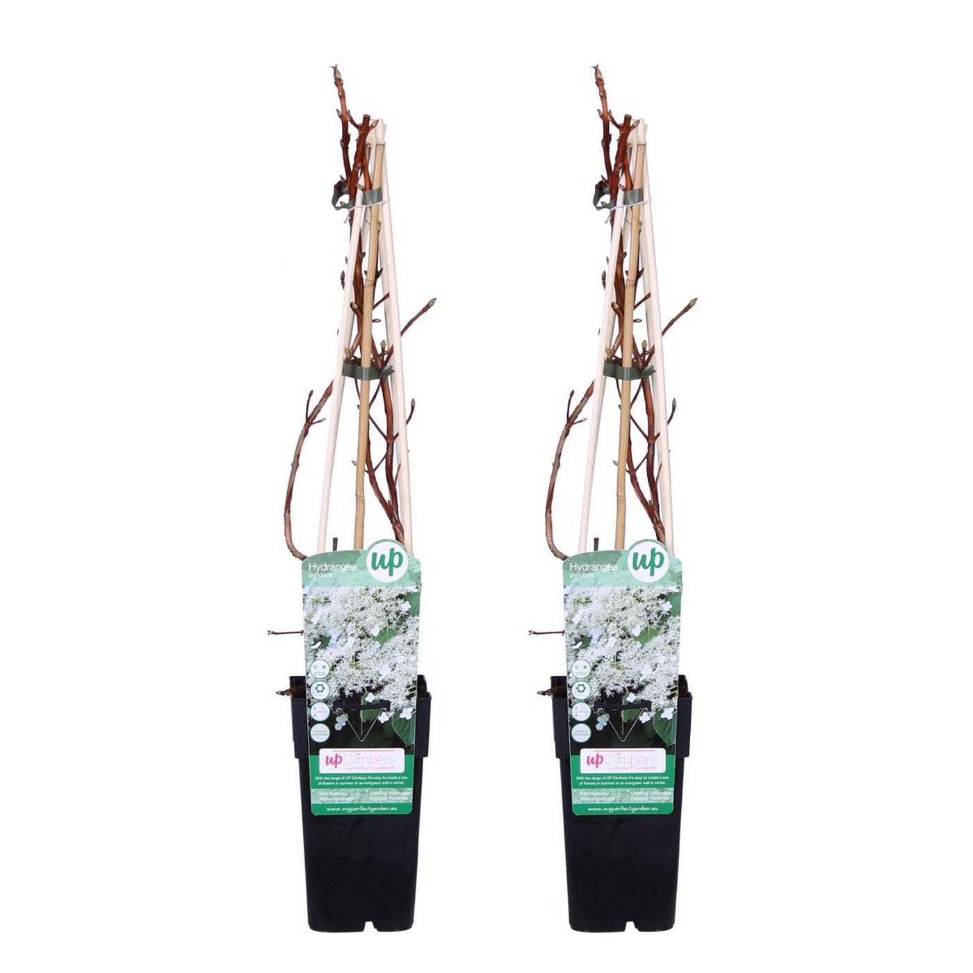 Set of 2 Hydrangea Petiolaris – Outdoor Plant