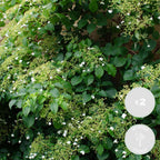 Set of 2 Hydrangea Petiolaris – Outdoor Plant