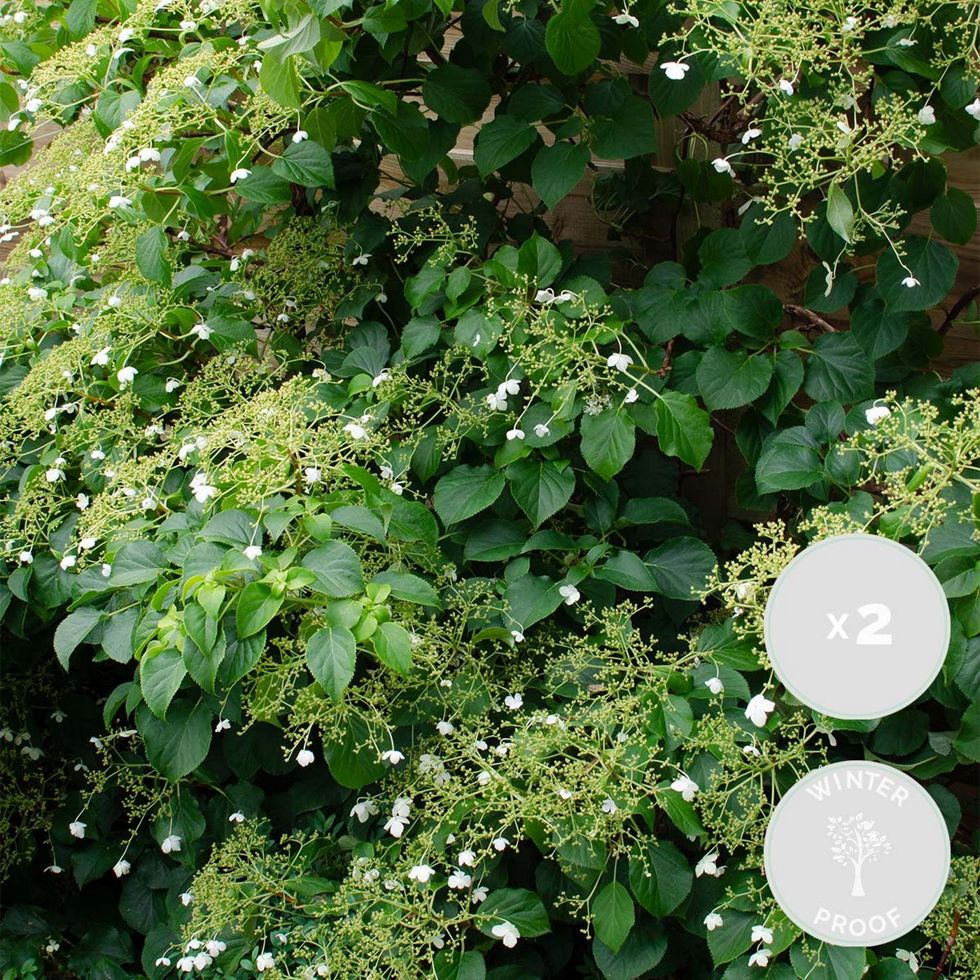 Set of 2 Hydrangea Petiolaris – Outdoor Plant