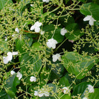 Set of 2 Hydrangea Petiolaris – Outdoor Plant