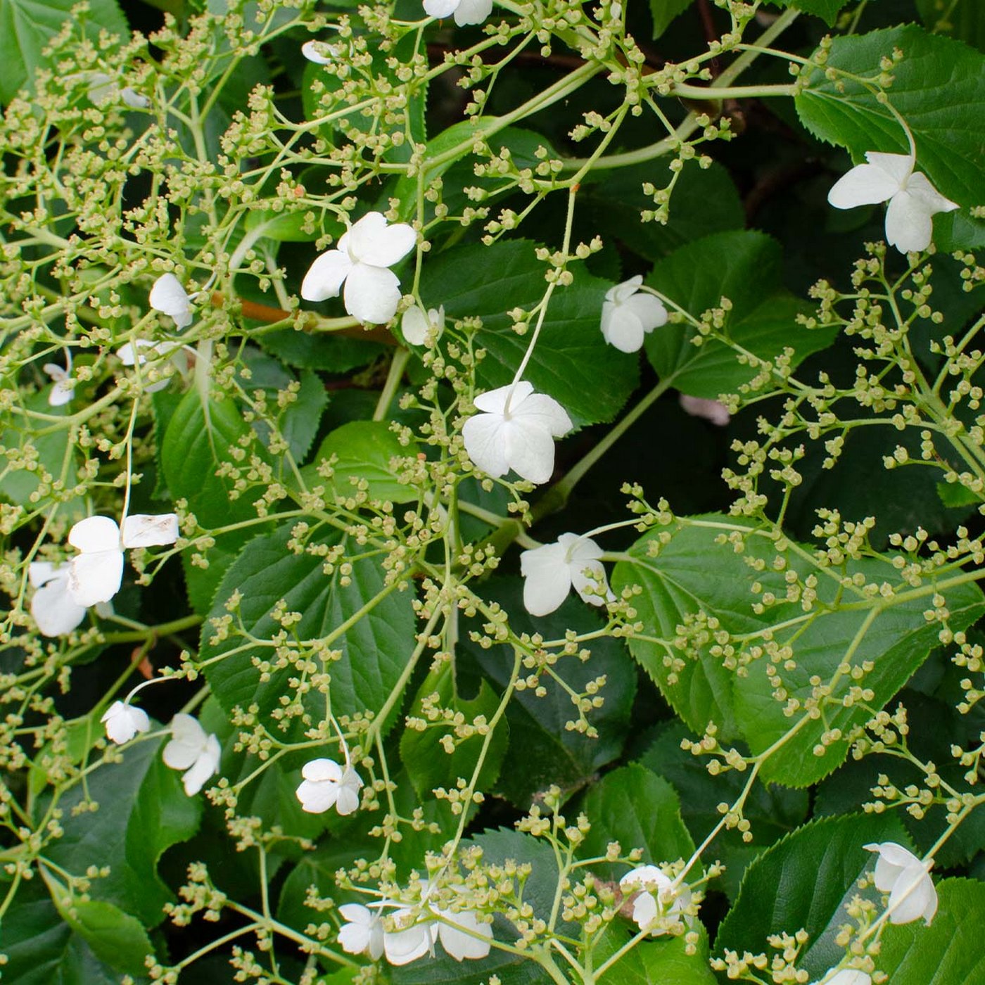 Set of 2 Hydrangea Petiolaris – Outdoor Plant
