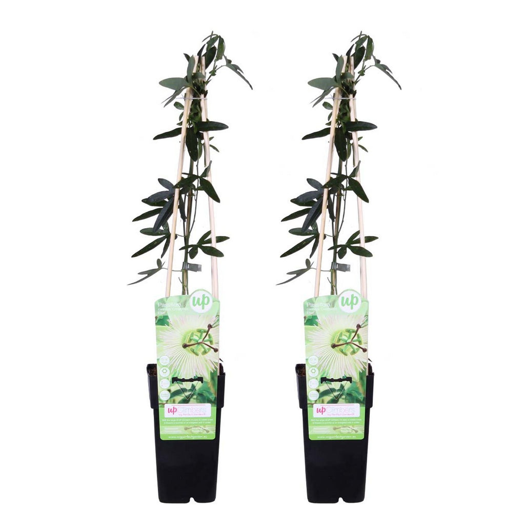 Lot De 2 Passiflores Constance Elli