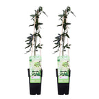Lot De 2 Passiflores Constance Elli