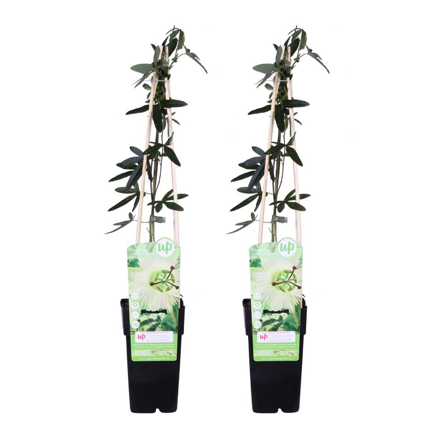 Lot De 2 Passiflores Constance Elli