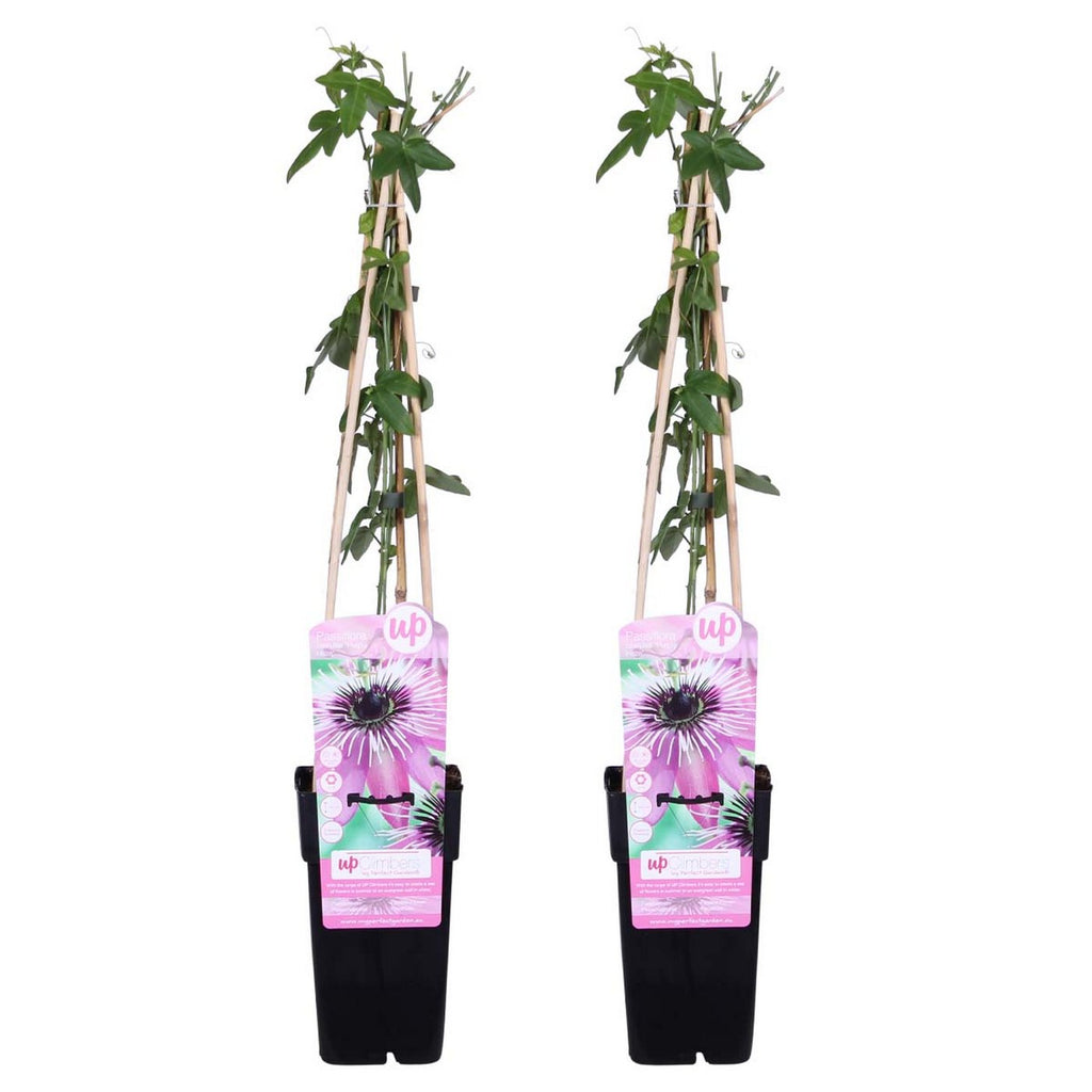 Lot De 2 Passiflores Purple Haze – Plante D'Extérieur