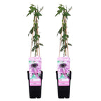 Lot De 2 Passiflores Purple Haze – Plante D'Extérieur