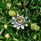 Set of 2 Passiflora Caerulea – Outdoor Plant