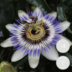 Set of 2 Passiflora Caerulea – Outdoor Plant