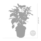 Lot De 2 Hortensias Strong Annabel – Plante D'Extérieur