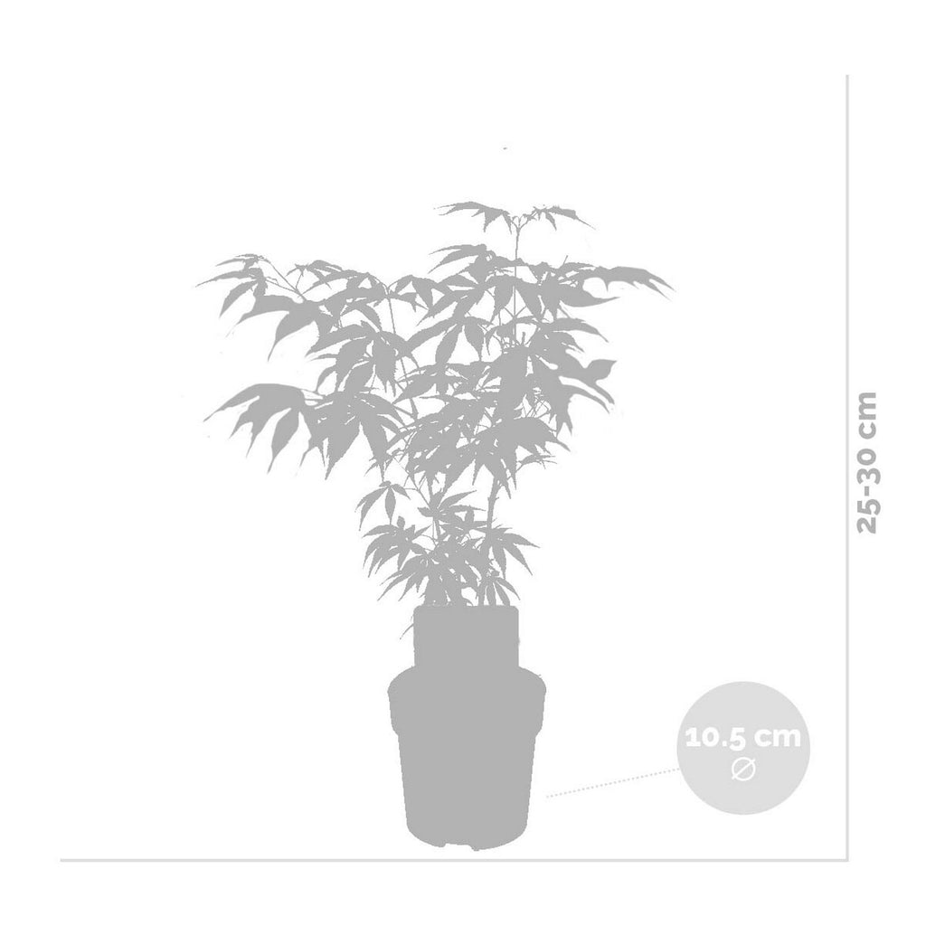 Mezcla de 4 arces japoneses – Planta de exterior