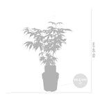 Mezcla de 4 arces japoneses – Planta de exterior